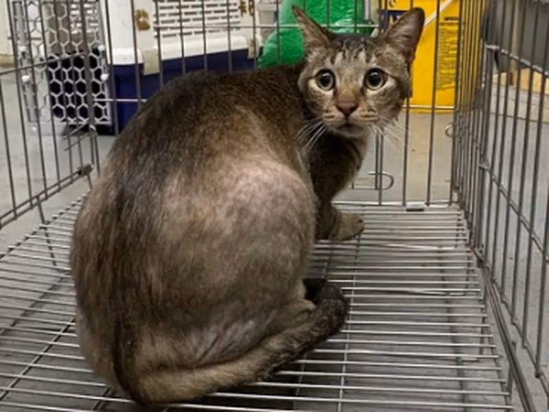 Tabby adult male mixed-breed cat, Medium, shelter no. …1001