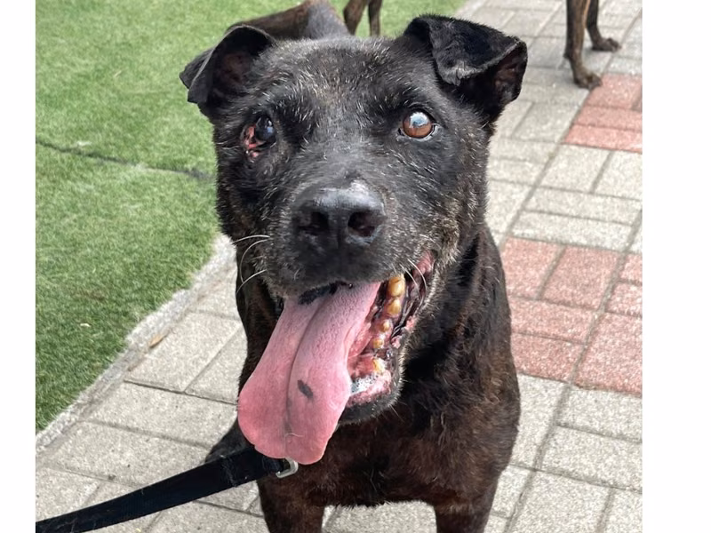 Black adult male mixed-breed dog, Medium, shelter no. …3-07