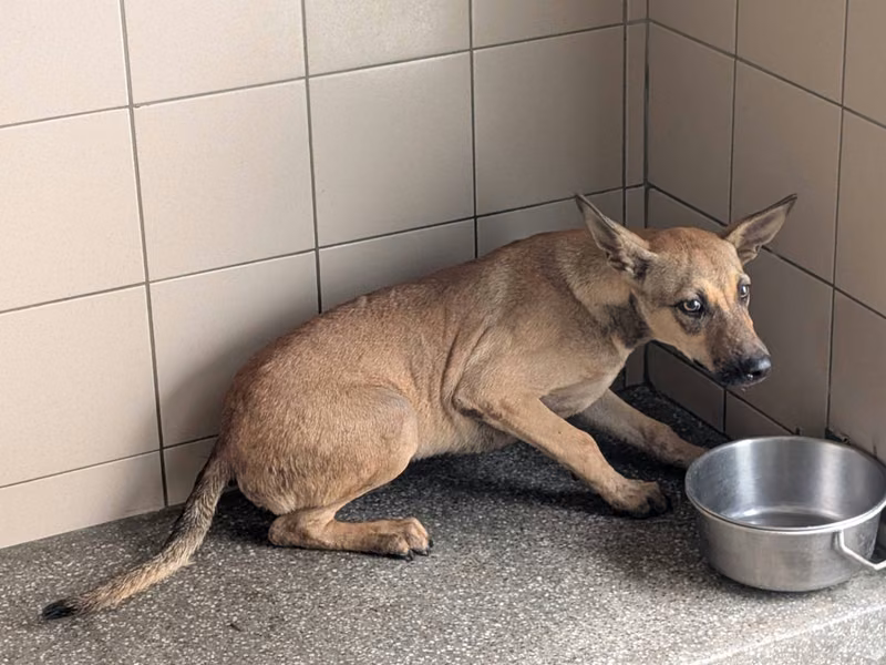 Tan adult male mixed-breed dog, Large, shelter no. …0901