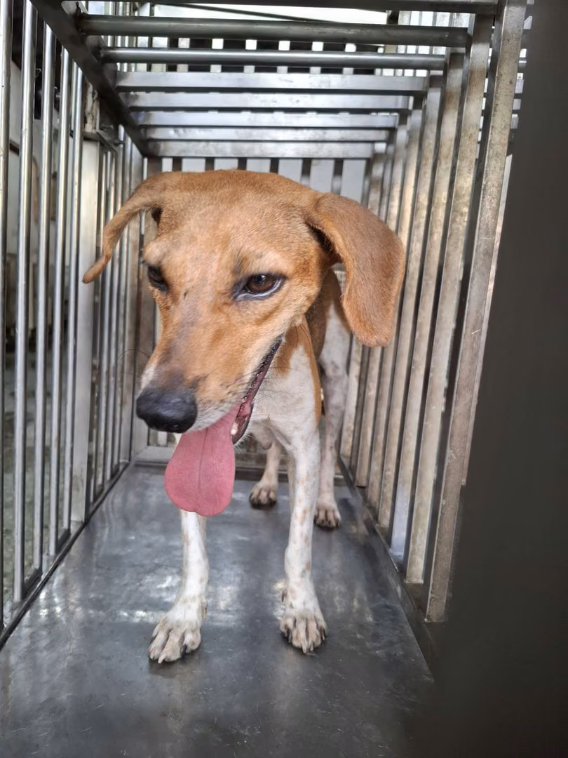 Tan-and-white adult female mixed-breed dog, Medium, shelter no. …4-04