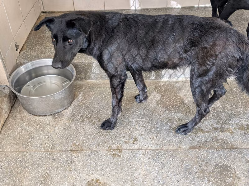Black adult female mixed-breed dog, Large, shelter no. …1510
