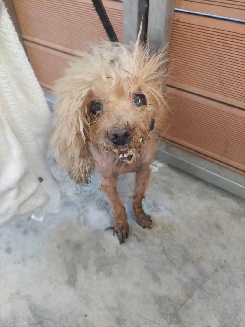 poodle (Babae, Matanda na, dilaw), Maliit, blg. ng shelter …1002