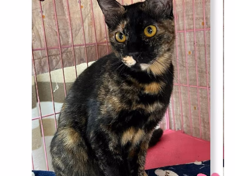Black-and-orange adult female mixed-breed cat, Medium, shelter no. …2803