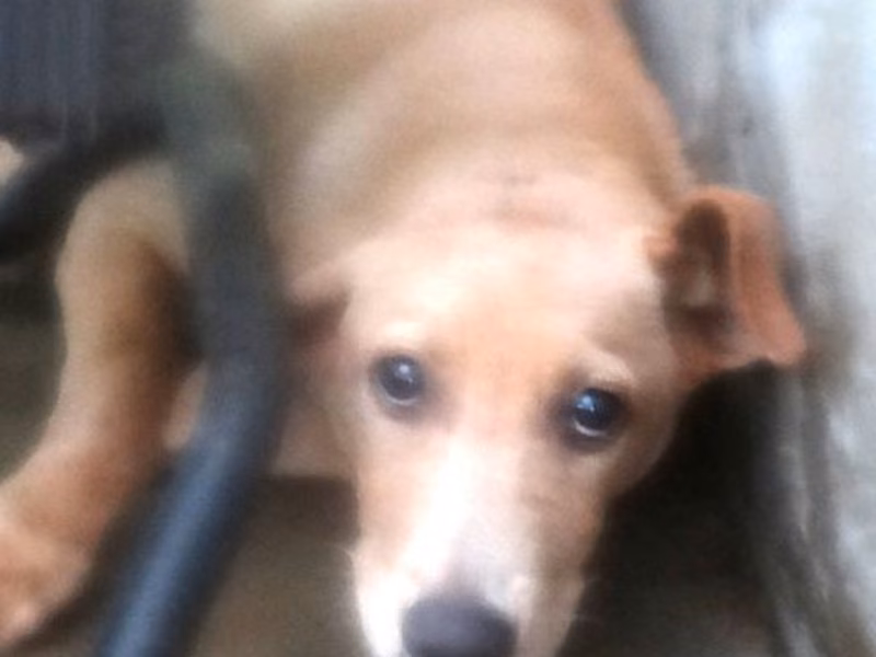 Tan adult male mixed-breed dog, Medium, shelter no. …1330
