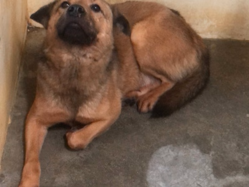 Black-and-tan adult male mixed-breed dog, Large, shelter no. …4030