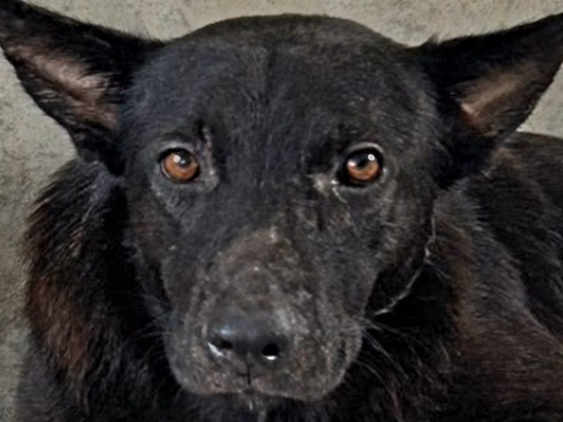 Black adult male mixed-breed dog, Large, shelter no. …3004