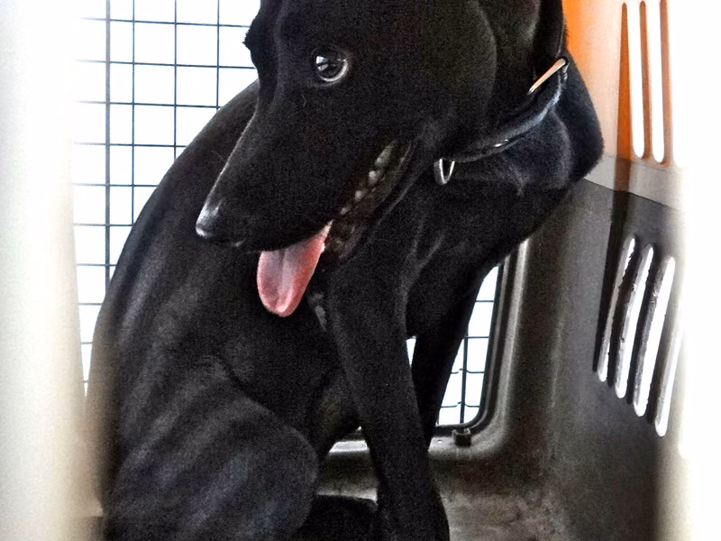 Black adult female mixed-breed dog, Large, shelter no. …1652