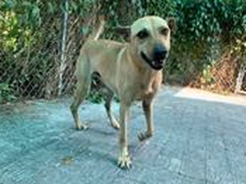 Tan adult male mixed-breed dog, Medium, shelter no. …0006