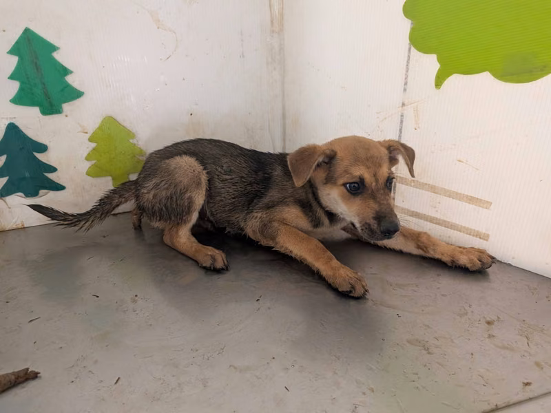 Tan adult male mixed-breed dog, Large, shelter no. …1809