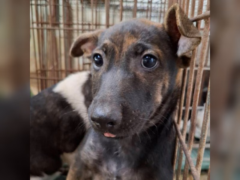 Black-and-tan young male mixed-breed dog, Small, shelter no. …1-08