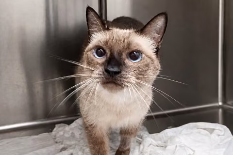 Princesa, Adulte · Femelle · European shorthair