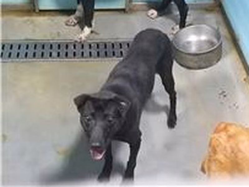 Black adult female mixed-breed dog, Medium, shelter no. …2912