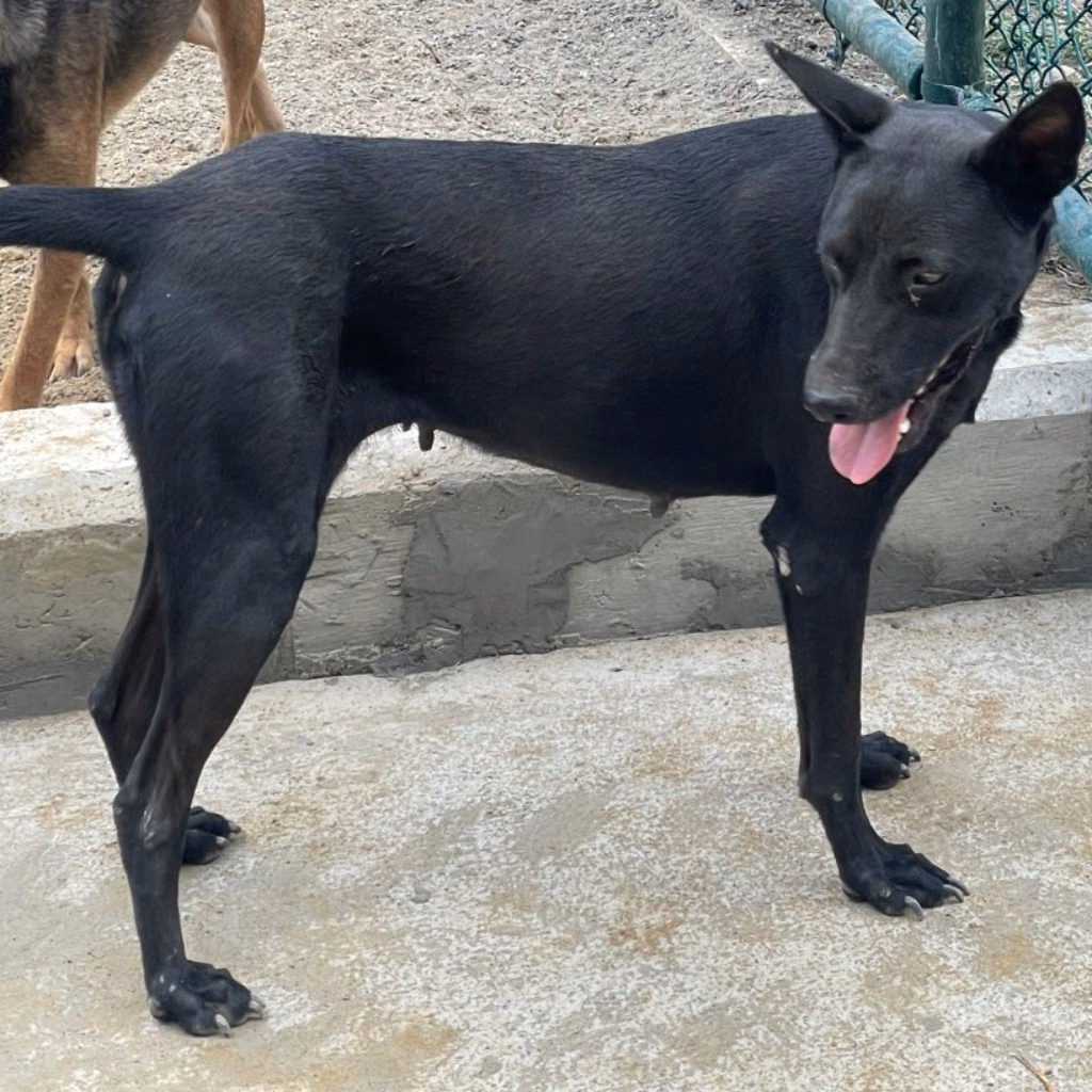Black adult female mixed-breed dog, Medium, shelter no. …0003