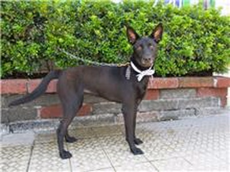 Black young female mixed-breed dog, Medium, shelter no. …7041