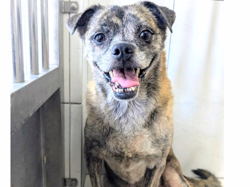 Tabby adult female mixed-breed dog, Medium, shelter no. …2041