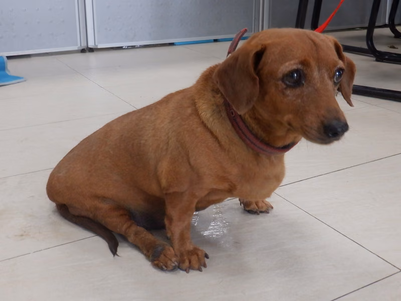 Brown adult female dachshund, Medium, shelter no. …0853