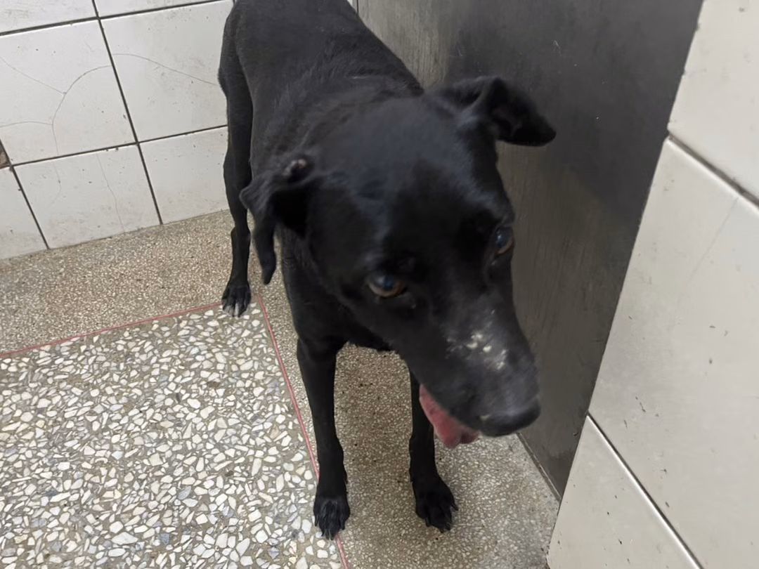 Black adult female mixed-breed dog, Large, shelter no. …0A25