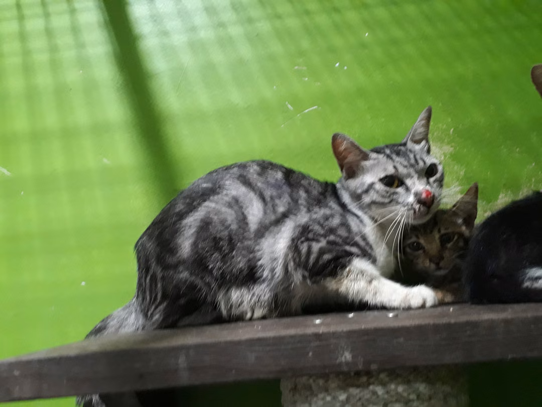 Tabby adult female mixed-breed cat, Medium, shelter no. …C1-5
