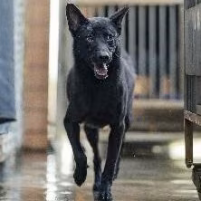 Black adult male mixed-breed dog, Medium, shelter no. …1004