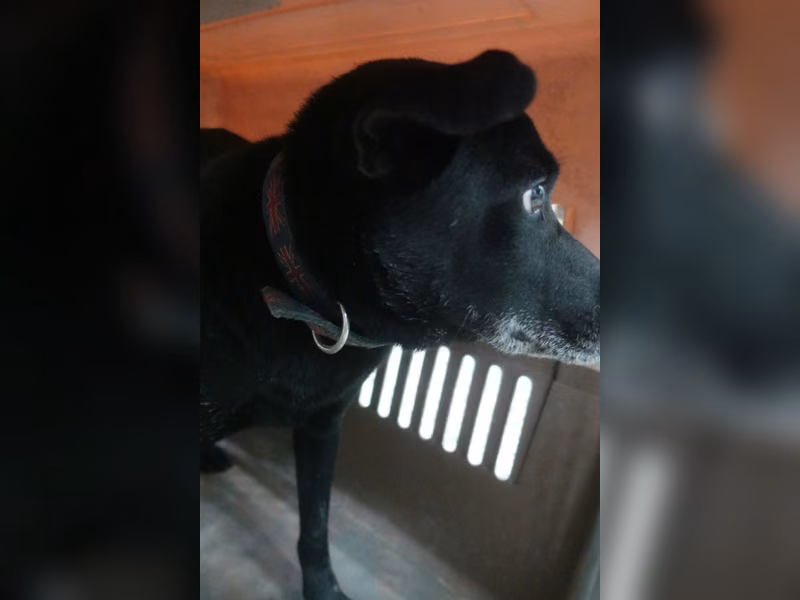Black adult male mixed-breed dog, Large, shelter no. …2319