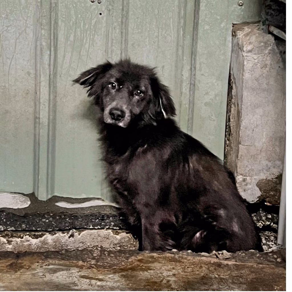 Black adult male mixed-breed dog, Medium, shelter no. …4001
