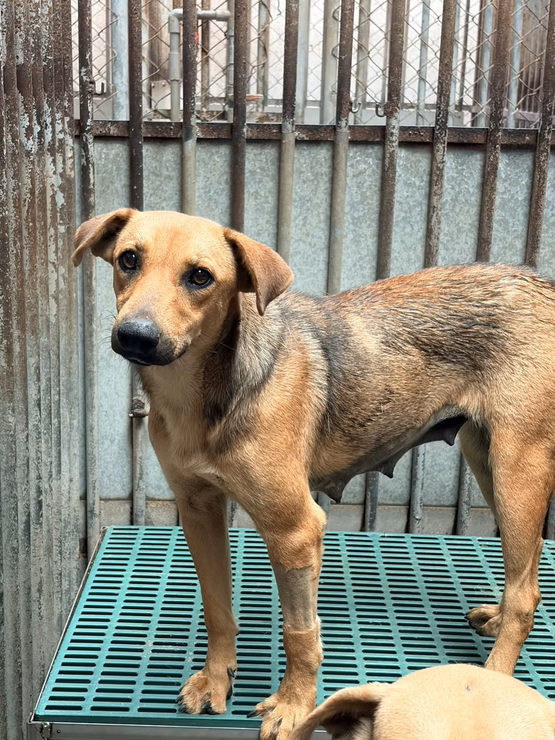 Adult female mixed-breed dog, Medium, shelter no. …7002
