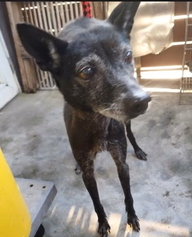 Black adult female mixed-breed dog, Medium, shelter no. …2001