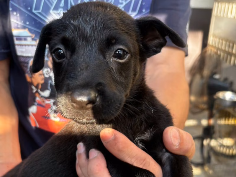 Black young male mixed-breed dog, Medium, shelter no. …5011