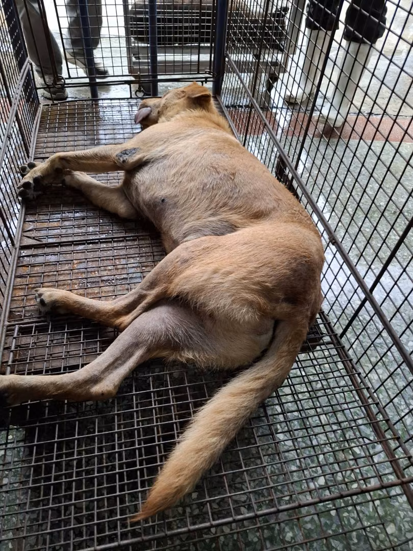 Tan adult male mixed-breed dog, Medium, shelter no. …0-06