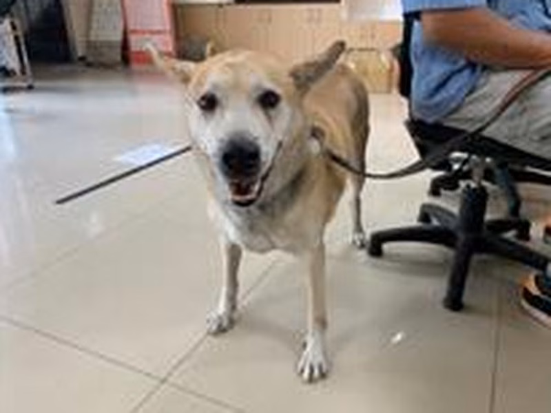 Tan-and-white adult male mixed-breed dog, Medium, shelter no. …2802