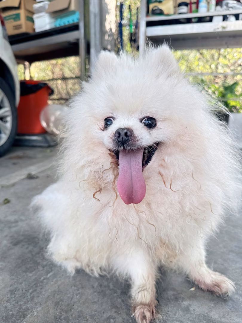 White adult male Pomeranian, Small, shelter no. …0001