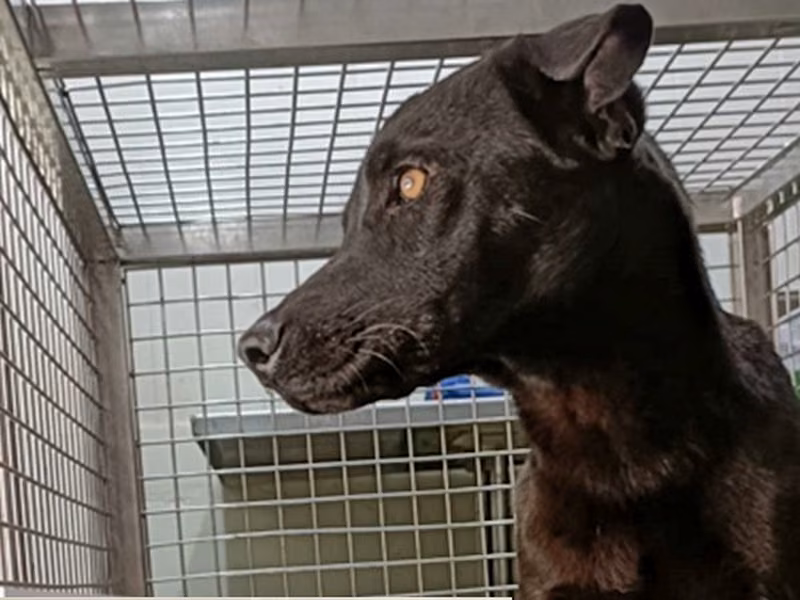 Black adult male mixed-breed dog, Large, shelter no. …012D