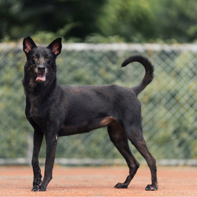 Black adult female mixed-breed dog, Medium, shelter no. …2102