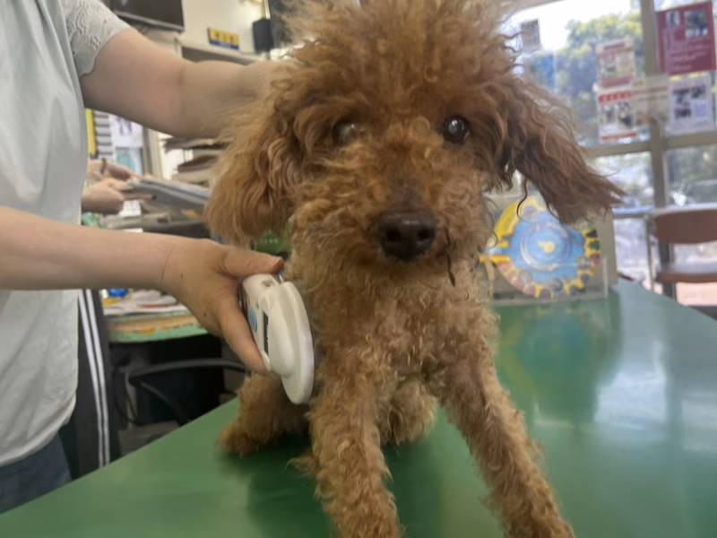 poodle (Lalaki, Matanda na, kayumanggi), Maliit, blg. ng shelter …6Q12