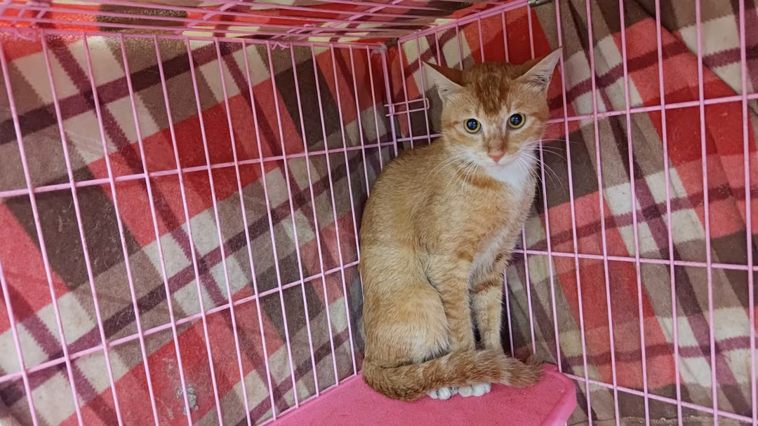 Orange tabby adult male mixed-breed cat, Medium, shelter no. …2003