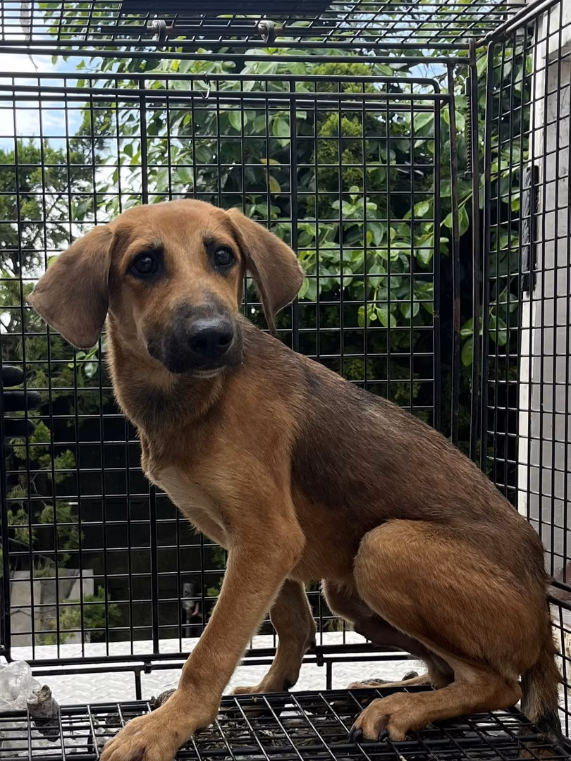 Tan young male mixed-breed dog, Small, shelter no. …6005