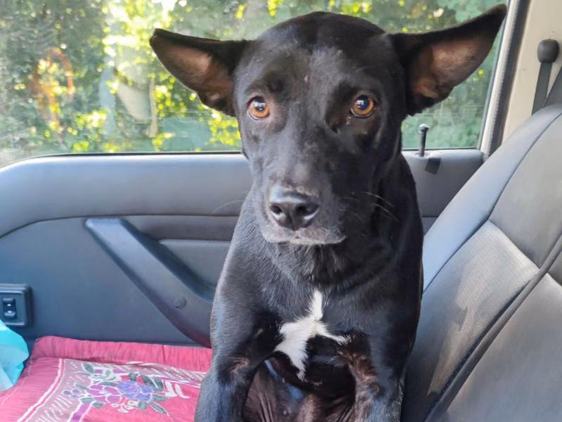 Black-and-white adult female mixed-breed dog, Medium, shelter no. …3001