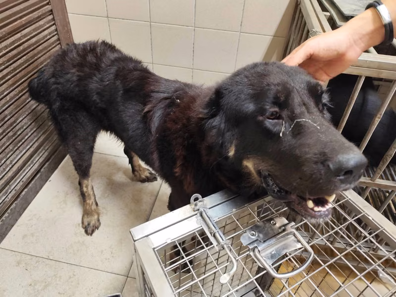 Black adult female Tibetan Mastiff, Large, shelter no. …0406