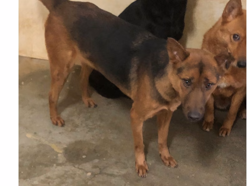 Black-and-tan adult male mixed-breed dog, Large, shelter no. …8028