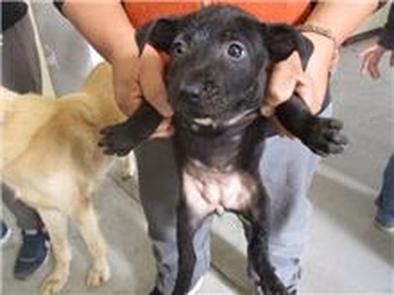 Black young female mixed-breed dog, Small, shelter no. …7011