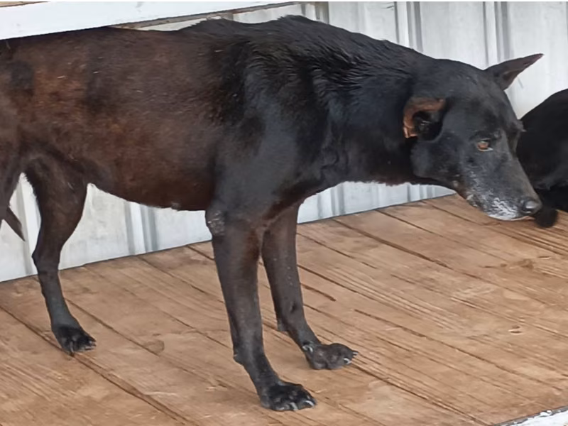 Black adult female mixed-breed dog, Large, shelter no. …006D