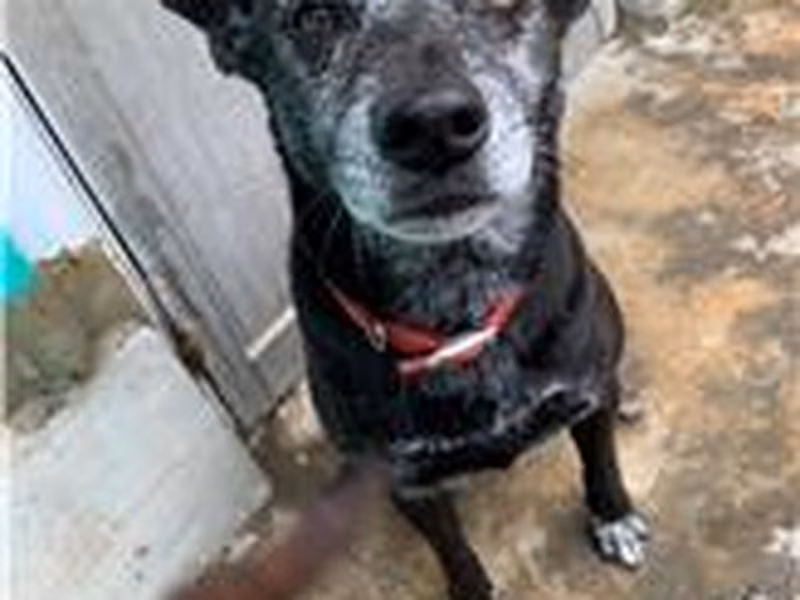 Black adult female mixed-breed dog, Medium, shelter no. …4024