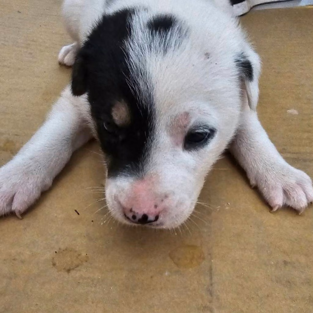 Black-and-white adult male mixed-breed dog, Large, shelter no. …9008