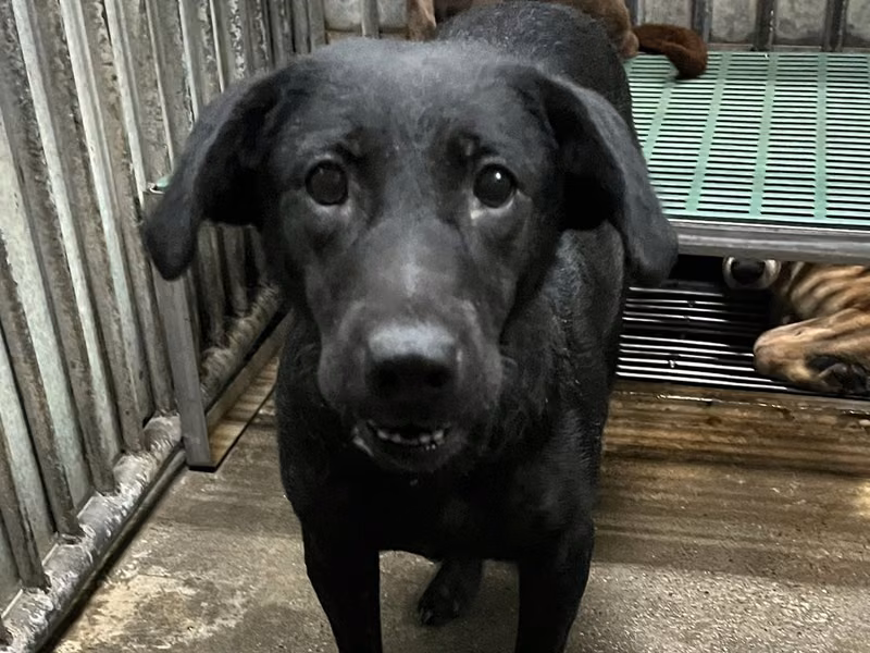 Black adult female mixed-breed dog, Medium, shelter no. …5010