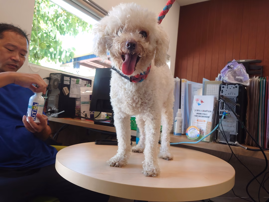 poodle (Babae, Matanda na, puti), Maliit, blg. ng shelter …9001