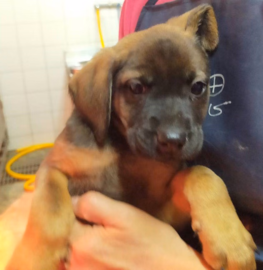 Black-and-tan young male mixed-breed dog, Small, shelter no. …5006