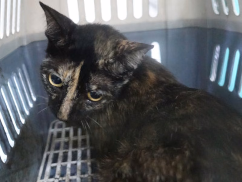 Adult mixed-breed cat, Large, shelter no. …1170