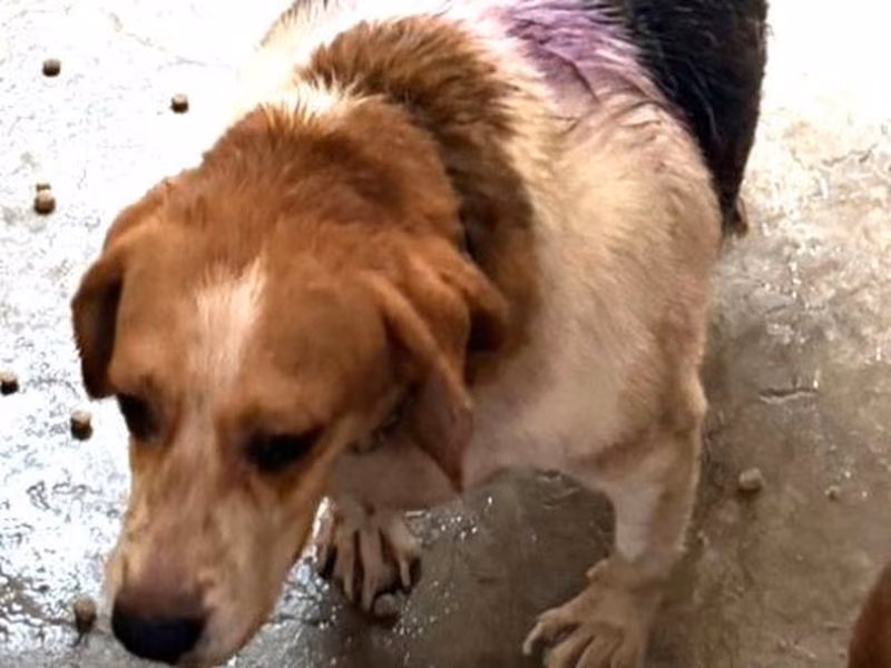 Brown-and-white adult female beagle, Large, shelter no. …1340