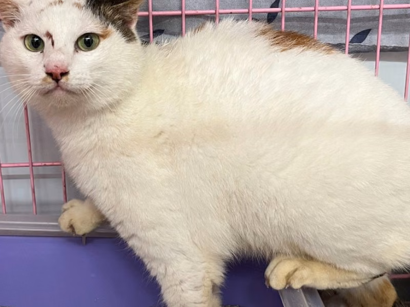 Tabby-and-white adult female mixed-breed cat, Medium, shelter no. …1203