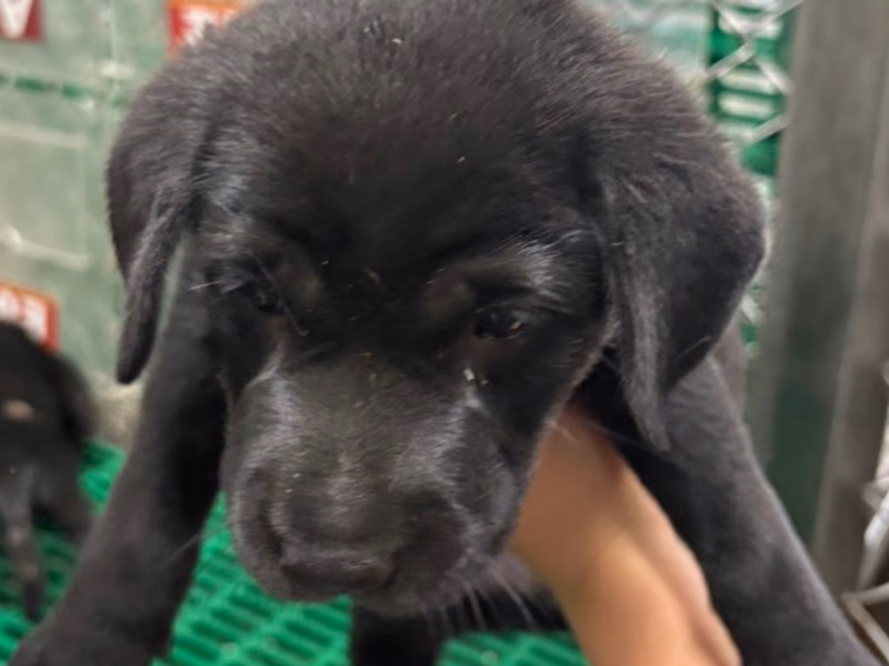 Black young female mixed-breed dog, Medium, shelter no. …8002